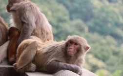 [花果山电报猴无消音]花果山电报员没消音视频