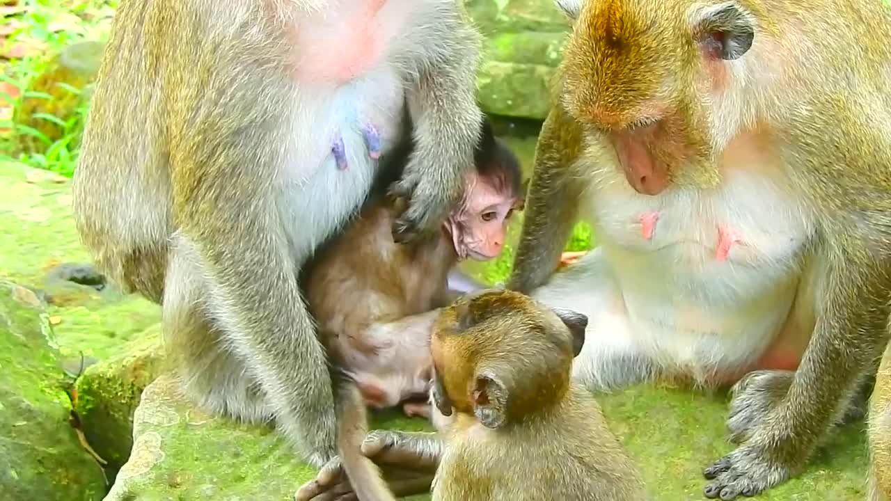 关于电报猴原视频在哪里看的信息